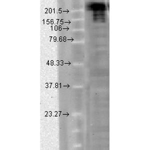 Western blot analysis of Hamster CHO cells showing detection of Nav1.7 Sodium Channel protein using Anti-Nav1.7 Antibody [N68/6] (A304801) at 1:1,000 for 2 hours at room temperature