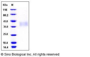 Recombinant Human TREM-1 Protein