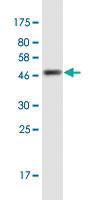 Anti-CCDC12 Mouse Monoclonal Antibody [clone: 7B1]