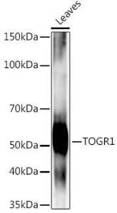 Antibody A309904-100 100 µl