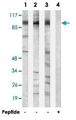 Anti-N4BP1 Rabbit Polyclonal Antibody