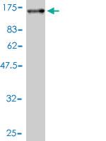 Anti-RALBP1 Mouse Polyclonal Antibody