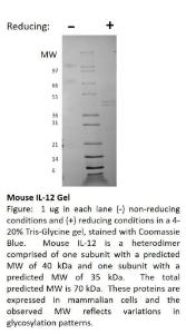 Mouse recombinant IL-12 (from HEK293 cells)