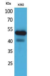 Western blot analysis of K562 cells using Anti-SIGLEC7 Antibody