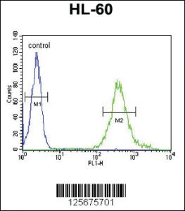 Anti-M11D1 Rabbit Polyclonal Antibody