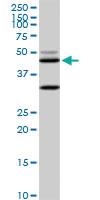 Anti-MAPK3 Mouse Monoclonal Antibody [clone: 1F7]