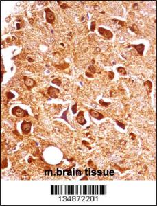 Anti-PXK Rabbit Polyclonal Antibody (APC (Allophycocyanin))