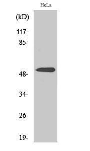 Western blot analysis of various cells using Anti-Parkin Antibody