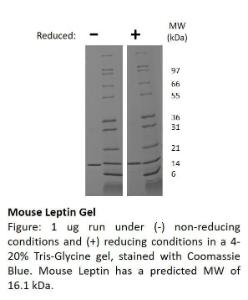 Mouse recombinant Leptin (from <i>E. coli</i>)