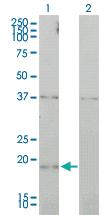 Anti-CCNL1 Mouse Monoclonal Antibody [clone: 1F7-1C5]