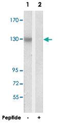 Anti-SYNE3 Rabbit Polyclonal Antibody