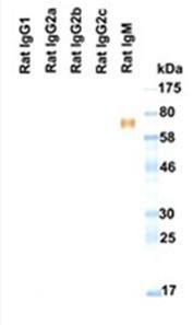 Western blotting to rat immunoglobulins under reducing condition detected by 161608B08H