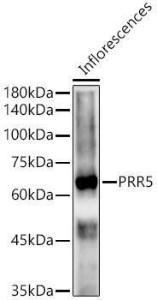 Western blot analysis of extracts of Inflorescences from Arabidopsis thaliana, using Anti-APRR5 Antibody (A309909) at 1:1000 dilution