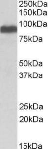 Anti-AIP4 Goat Polyclonal Antibody