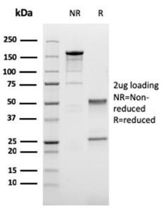 Antibody A248073-100 100 µg