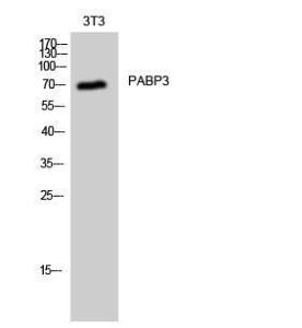 Western blot analysis of 3T3 cells using Anti-PABPC3 Antibody