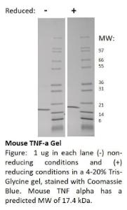 Recombinant mouse TNF-alpha