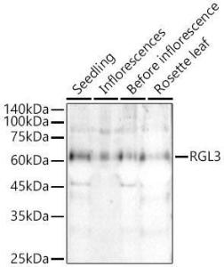 Western blot analysis of extracts of various tissues from Arabidopsis thaliana, using Anti-RGL3 Antibody (A309910) at 1:500 dilution