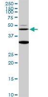 Anti-MAPK3 Mouse Monoclonal Antibody [clone: 1F7]