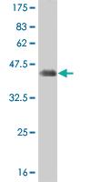 Anti-Thr Mouse Monoclonal Antibody [clone: 2A12]