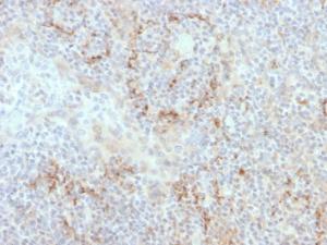 Immunohistochemical analysis of formalin-fixed, paraffin-embedded human tonsil using Anti-TIM3 Antibody [TIM3/4030]