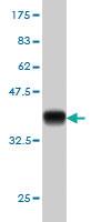 Anti-SFPQ Mouse Monoclonal Antibody [clone: 6D7]