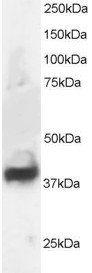 Anti-SEPT3 Antibody (A82728) staining (1 µg/ml) of Human Brain lysate (RIPA buffer, 30 µg total protein per lane). Primary incubated for 1 hour. Detected by chemiluminescence