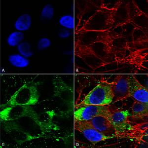 Immunocytochemistry/Immunofluorescence analysis of human neuroblastoma cells (SH-SY5Y), fixed in 4% PFA for 15 min, using Anti-Nav1