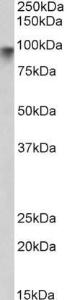 Antibody anti-NLGN2 100 µg