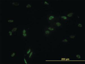 Anti-CCNL1 Mouse Monoclonal Antibody [clone: 1F7-1C5]