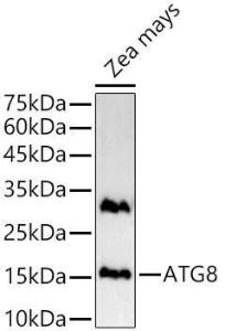 Western blot analysis of extracts of Zea mays, using Anti-ATG8g Antibody (A309911) at 1:1,000 dilution