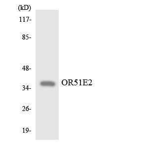 Western blot analysis of the lysates from HepG2 cells using Anti-OR51E2 Antibody