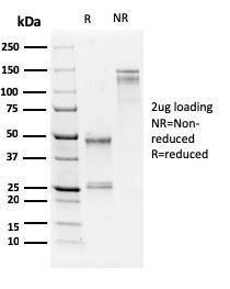 Antibody A250940-100 100 µg