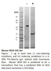 Mouse recombinant VEGF-165 (from <i>E. coli</i>)