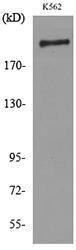 Western blot analysis of lysate from K562 cells using Anti-SIGLEC1 Antibody