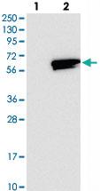 Anti-RASGEF1A Rabbit Polyclonal Antibody