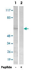 Anti-NEURL1 Rabbit Polyclonal Antibody