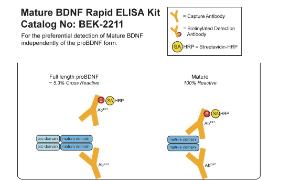 Mature Brain-derived Neurotrophic Factor (BDNF) Rapid™ ELISA Kit