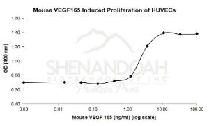 Mouse recombinant VEGF-165 (from <i>E. coli</i>)