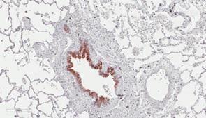 Rat immunoglobulin isotyping by ELISA using rat primary antibodies and HRP conjugated KT96, KT97, KT98 and KT99 as secondary antibodies