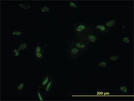 Anti-CCNL1 Mouse Monoclonal Antibody [clone: 1F7-1C5]