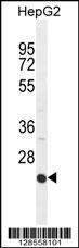 Anti-ICAM2 Rabbit Polyclonal Antibody (AP (Alkaline Phosphatase))