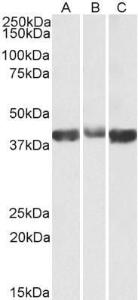 Antibody anti-ALDOA A82730-100 100 µg