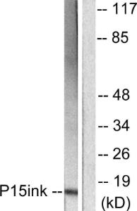 Western blot analysis of lysates from HeLa cells using Anti-p15 INK Antibody. The right hand lane represents a negative control, where the antibody is blocked by the immunising peptide