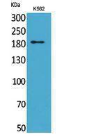 Western blot analysis of K562 cells using Anti-SIGLEC1 Antibody