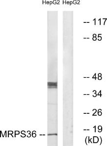 Western blot analysis of lysates from HepG2 cells using Anti-MRPS36 Antibody. The right hand lane represents a negative control, where the antibody is blocked by the immunising peptide.