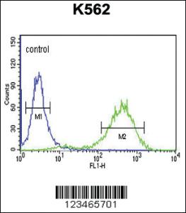 Anti-CLDN18 Rabbit Polyclonal Antibody