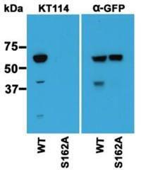 Western blotting using lysates of HEK cells expressing wild type EB3 (WT, most S162 was phosphorylated) and none phosphorylated EB3 (S162A). WT EB3 and S162A EB3 were expressed as fusion proteins with GFP. The bands were detected using KT114 and anti-GFP antibodies. Courtesy of Dr. Yulia Komarova.