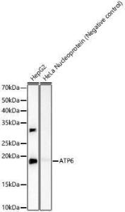 Western blot analysis of variou