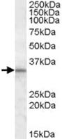 Anti-HAX1 Goat Polyclonal Antibody